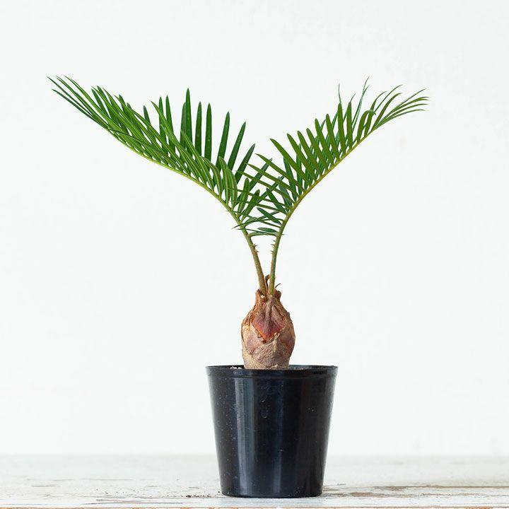 蘇鉄 ソテツ 観葉 植物 ミニなのに本格派。四年ものソテツ(蘇鉄 蘇鉄 ソテツ 観葉 植物 ミニなのに本格派。四年ものソテツ(蘇鉄