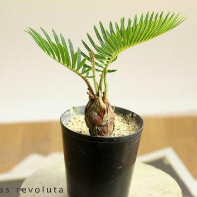 蘇鉄 ソテツ 観葉 植物 ミニなのに本格派。四年ものソテツ(蘇鉄 蘇鉄 ソテツ 観葉 植物 ミニなのに本格派。四年ものソテツ(蘇鉄