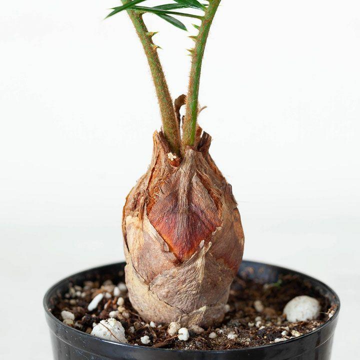 蘇鉄 ソテツ 観葉 植物 ミニなのに本格派。四年ものソテツ(蘇鉄 蘇鉄 ソテツ 観葉 植物 ミニなのに本格派。四年ものソテツ(蘇鉄