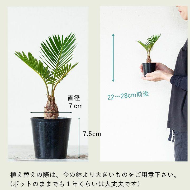 蘇鉄 ソテツ 観葉 植物 ミニなのに本格派。四年ものソテツ(蘇鉄 蘇鉄 ソテツ 観葉 植物 ミニなのに本格派。四年ものソテツ(蘇鉄