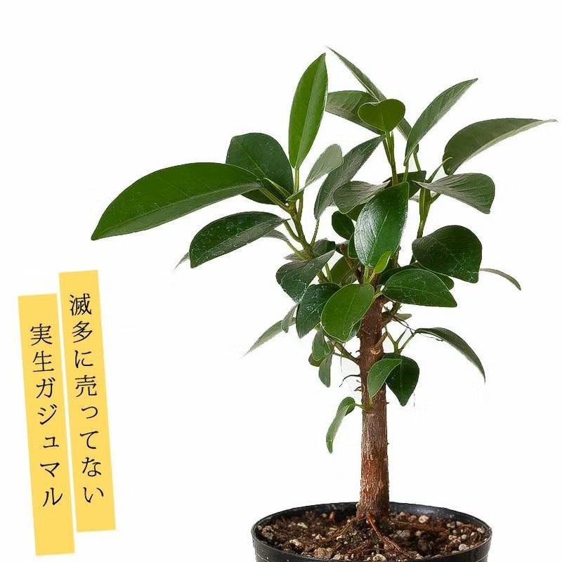 観葉植物 種類 室内 おしゃれ 滅多に流通いない、実生ガジュマル（Yahoo!・e-花屋さん）