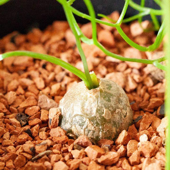 塊根 植物 多肉 蒼角殿（ソウカクデン） コーデックス ボウィエア