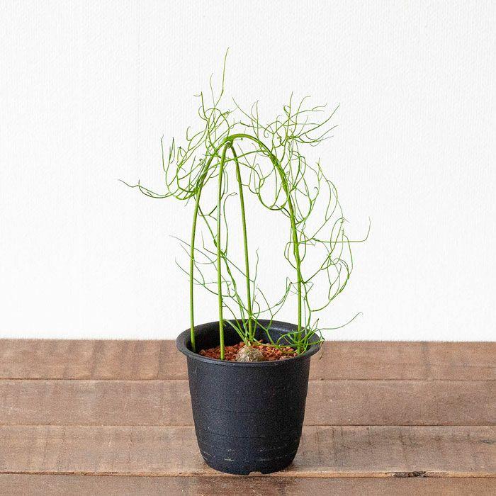 塊根 植物 多肉 蒼角殿（ソウカクデン） コーデックス ボウィエア