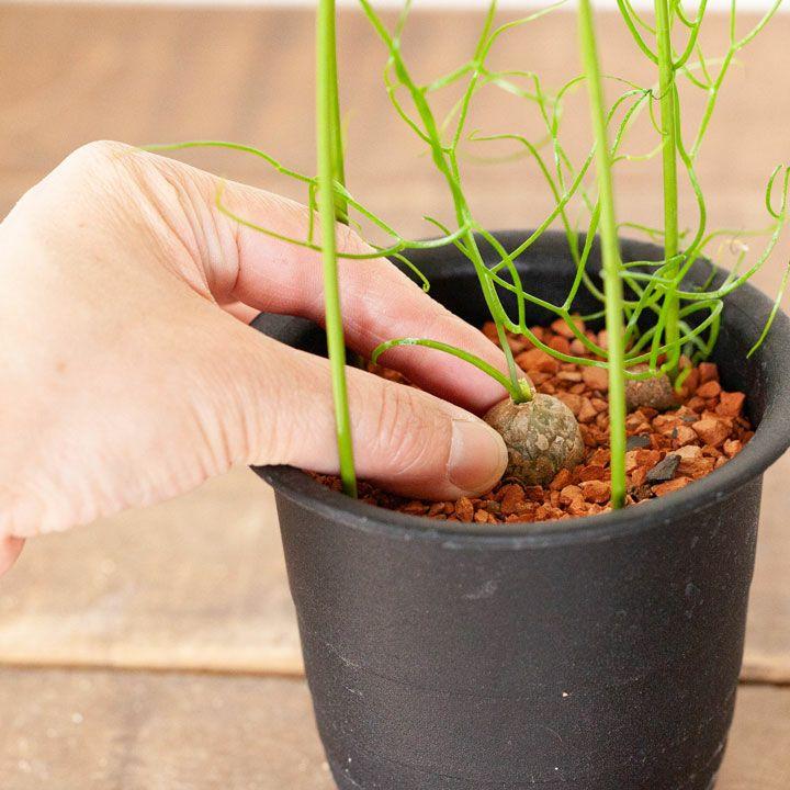 塊根 植物 多肉 蒼角殿（ソウカクデン） コーデックス ボウィエア