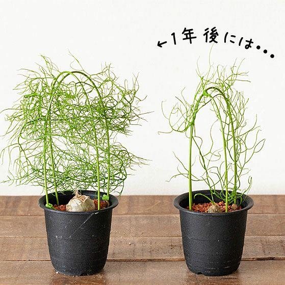 塊根 植物 多肉 蒼角殿（ソウカクデン） コーデックス ボウィエア