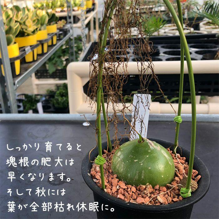 塊根 植物 多肉 蒼角殿（ソウカクデン） コーデックス ボウィエア