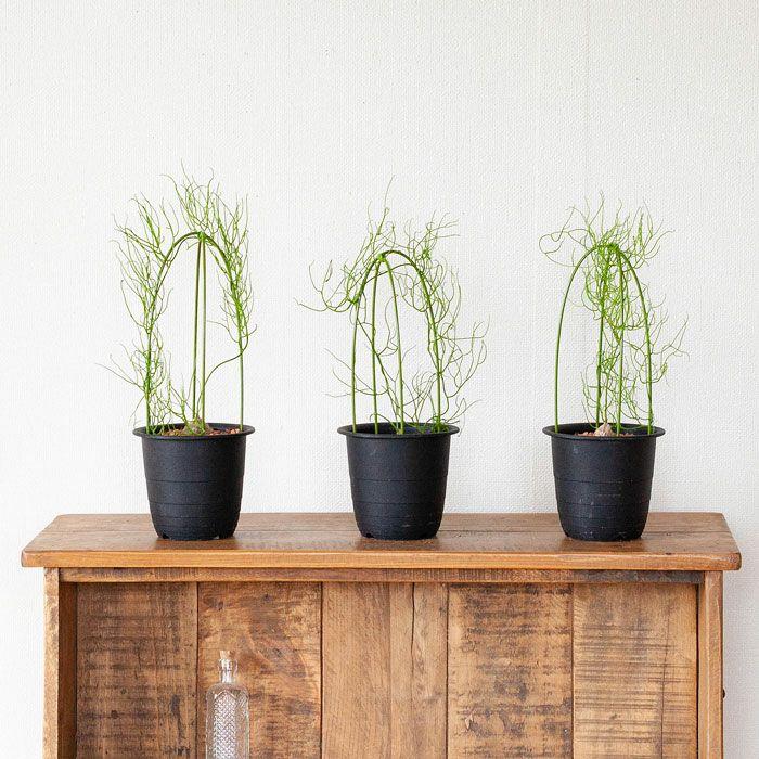 塊根 植物 多肉 蒼角殿（ソウカクデン） コーデックス ボウィエア