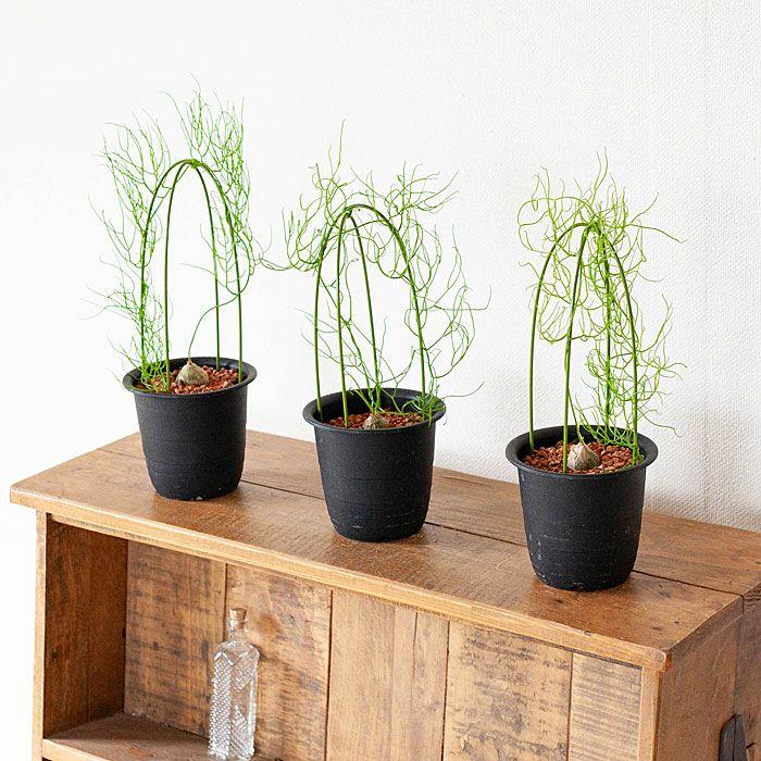 塊根 植物 多肉 蒼角殿（ソウカクデン） コーデックス ボウィエア