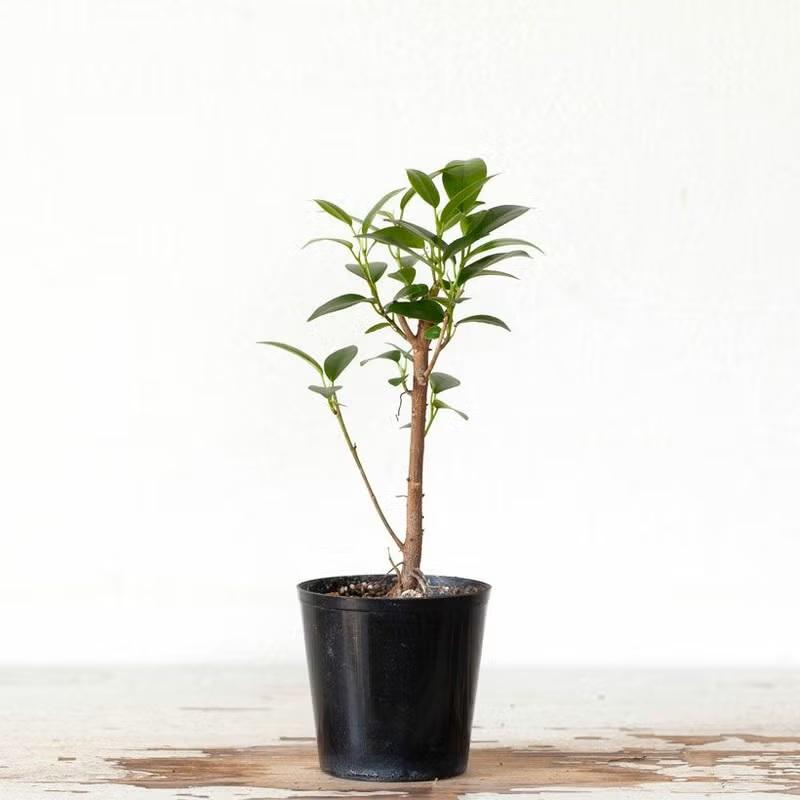 観葉植物 種類 室内 おしゃれ 滅多に流通いない、実生ガジュマル : e