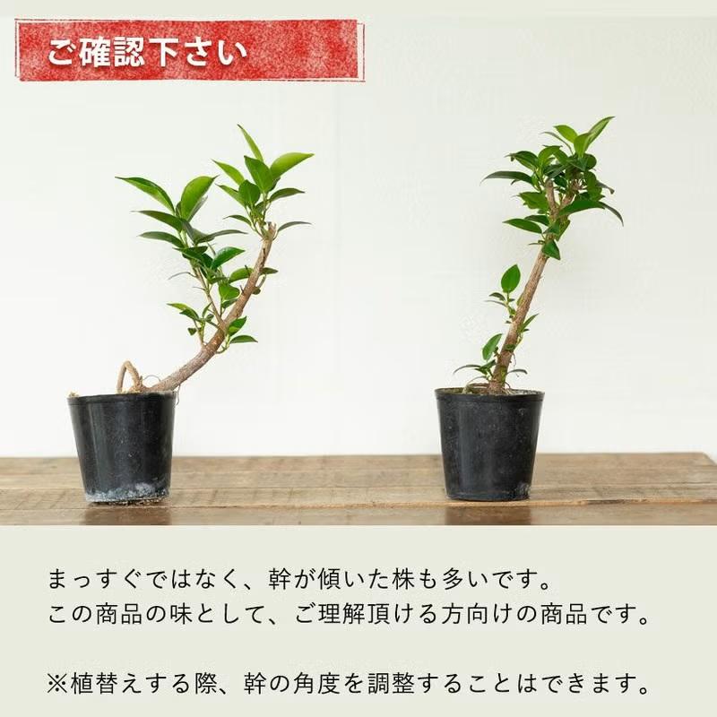 おしゃれ 室内 種類 観葉植物 一点物 観葉植物 盆栽素材 鹿児島産 気根多数 太幹 実生ガジュマル 天然樹形 滅多に流通いない、実生ガジュマル e : フィカス