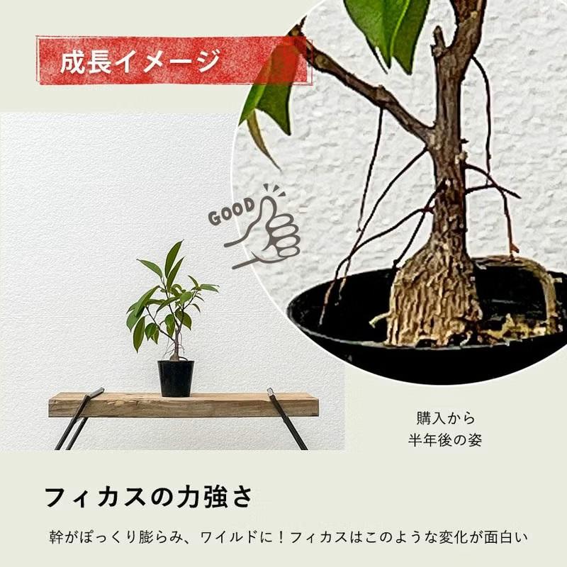 ガジュマル　実生購入者　選択画面 観葉植物 種類 室内 おしゃれ 滅多に流通いない、実生ガジュマル : e