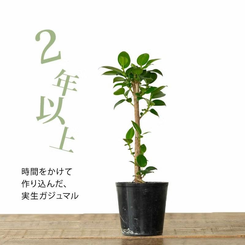 観葉植物 種類 室内 おしゃれ 滅多に流通いない、実生ガジュマル : e