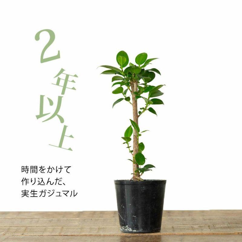 観葉植物 種類 室内 おしゃれ 滅多に流通いない、実生ガジュマル
