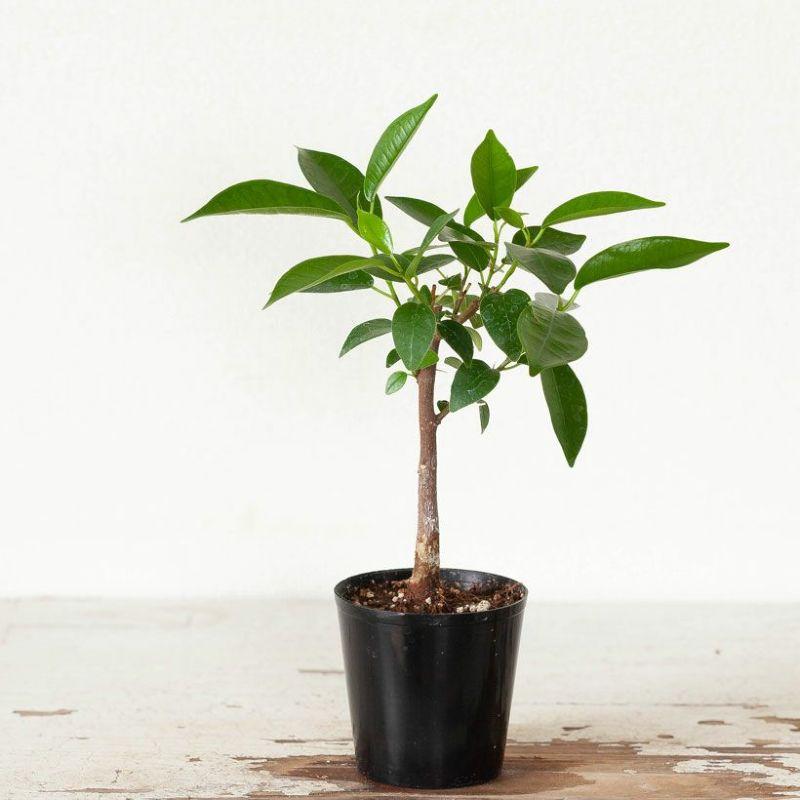 ガジュマル　実生苗　４年目 ガジュマル 実生苗 4年目