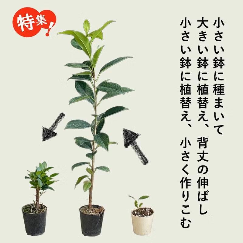 観葉植物 種類 室内 おしゃれ 滅多に流通いない、実生ガジュマル : e