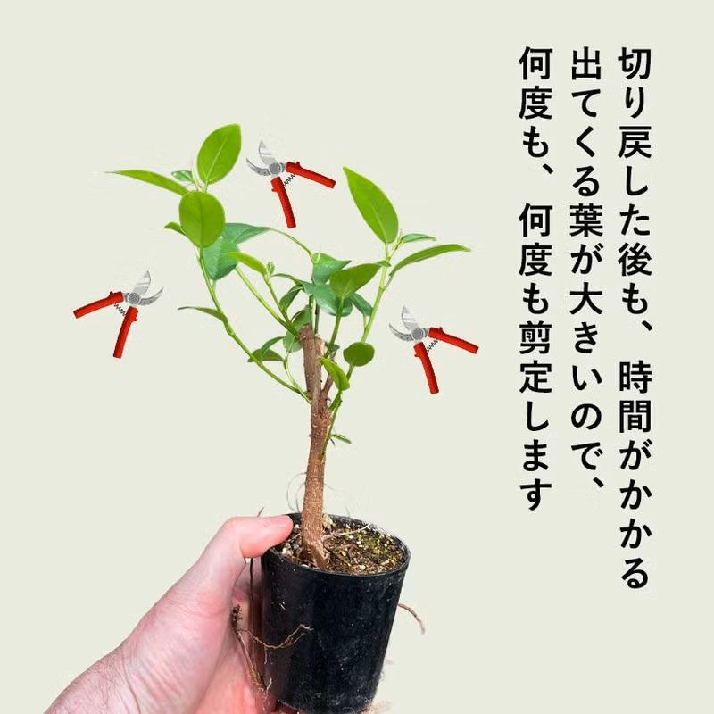 観葉植物 種類 室内 おしゃれ 滅多に流通いない、実生ガジュマル : e