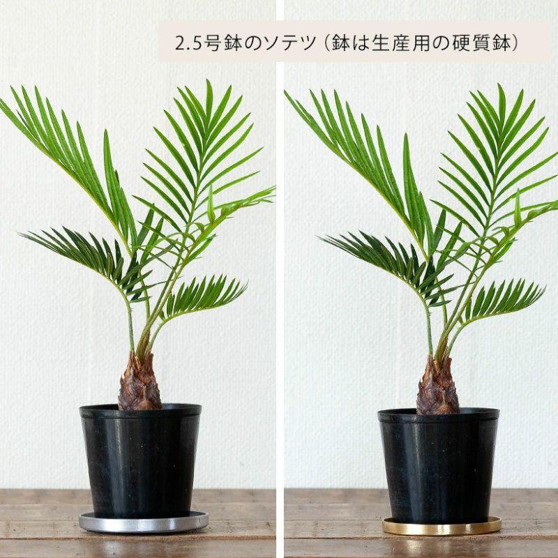 普通の鉢でも「お洒落に見せてくれる」受皿（2号〜2.5号鉢向け）受け皿