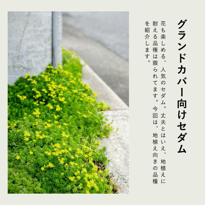 観葉植物 多肉 地植え ミニ 苗 グランドカバーにしやすい丈夫なセダム