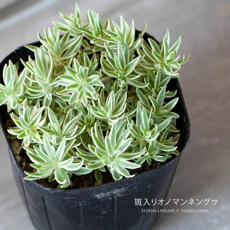 観葉植物 多肉 地植え ミニ 苗 グランドカバーにしやすい丈夫なセダム