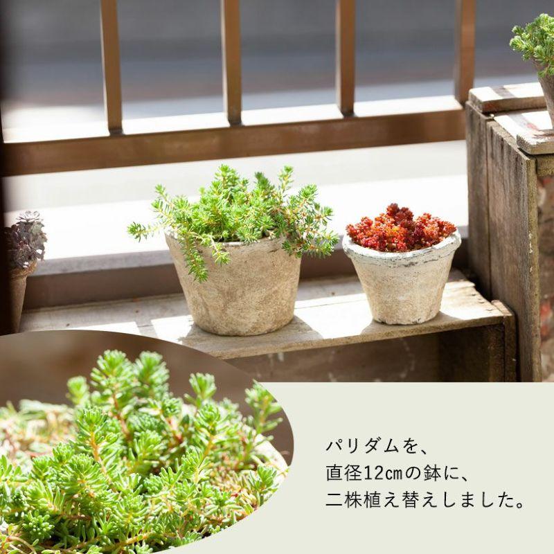 観葉植物 多肉 地植え ミニ 苗 グランドカバーにしやすい丈夫な 観葉植物 多肉 地植え ミニ 苗 グランドカバーにしやすい丈夫な