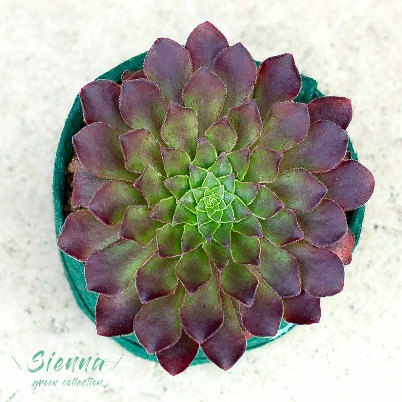 多肉植物 センポニウム
