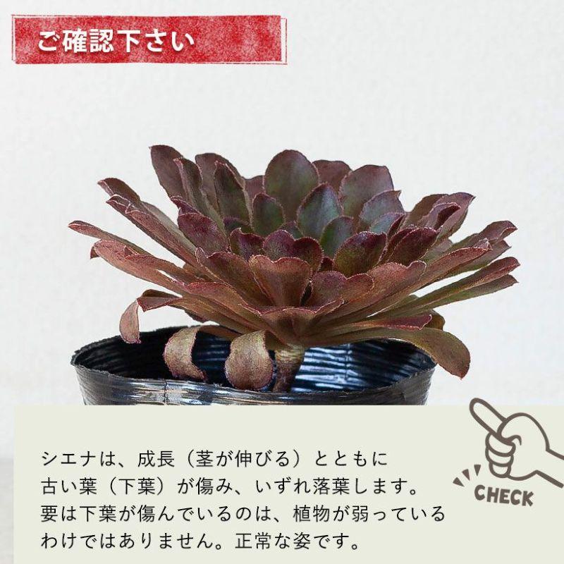 多肉植物 センポニウム