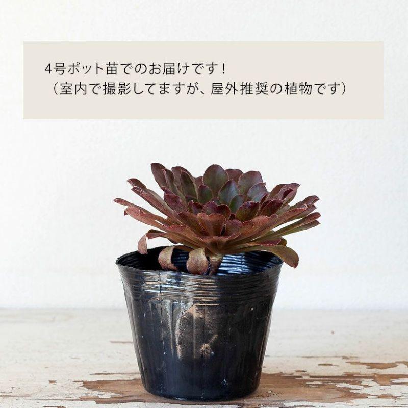 多肉植物 多肉植物 センポニウム