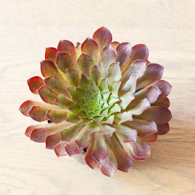 多肉植物 センポニウム