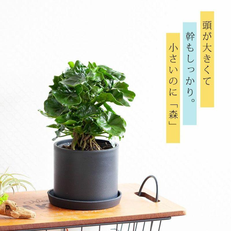セローム （観葉植物） 楽天市場】セローム根上りを、ブラックロングPOTで。 観葉植物