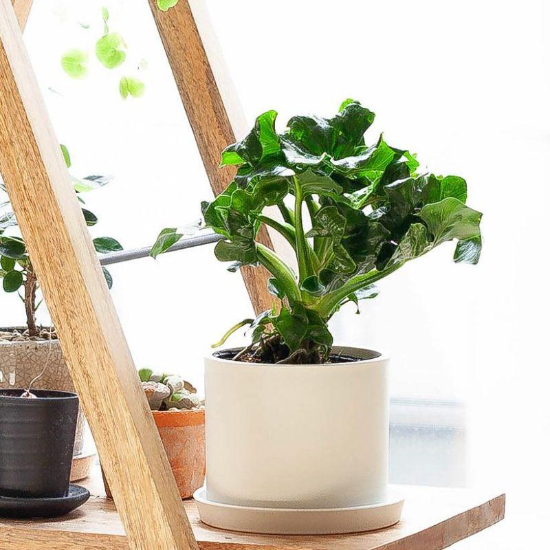 【お取り引き中】セロームＢ　室内観葉植物 フィロデンドロン・セローム 5号 おしゃれな観葉植物 ギフトにも