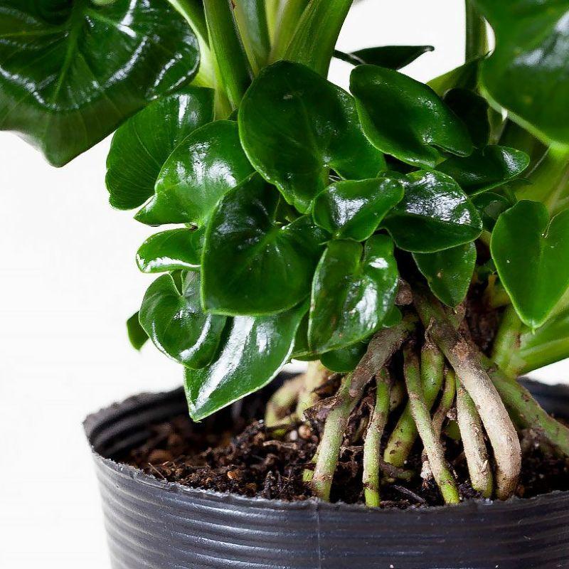 【お取り引き中】セロームＢ　室内観葉植物 セローム 観葉植物 | Pay ID