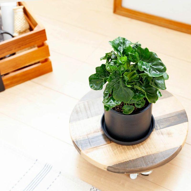 セローム （観葉植物） 楽天市場】セローム根上りを、ブラックロングPOTで。 観葉植物