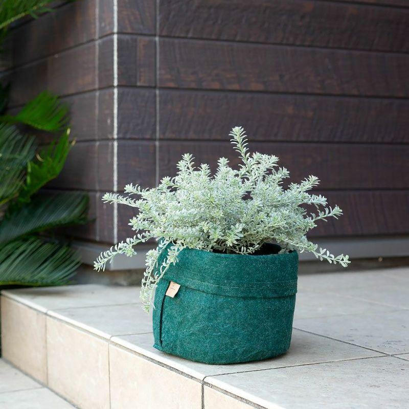 観葉植物 種類 屋外 おしゃれ ウエストリンギア「スモーキー」5号鉢