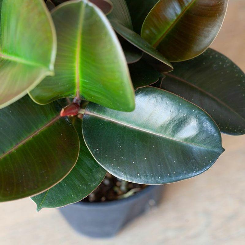 観葉植物 ゴムの木 プラスチック鉢 カッコいい インテリア おすすめのゴムの木！フィカス・ソフィア :sophia:e-花屋さん - 通販 ...