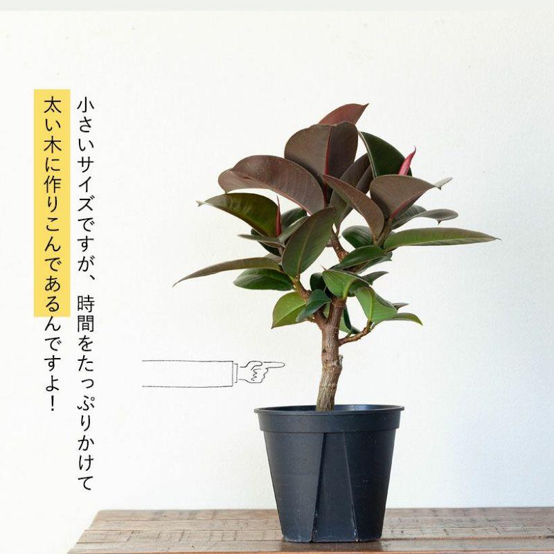 観葉植物 ゴムの木 プラスチック鉢 カッコいい インテリア おすすめのゴムの木！フィカス・ソフィア :sophia:e-花屋さん - 通販 ...