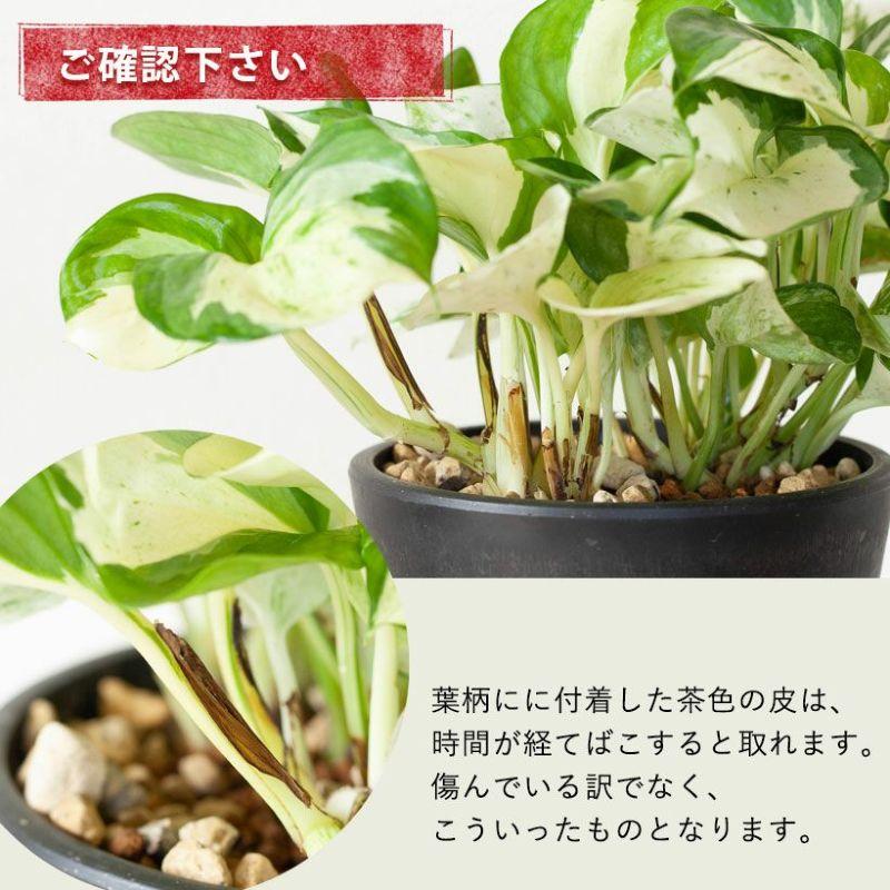 観葉植物 種類 室内 おしゃれ ポトス 5号サイズ「最もゴージャスな