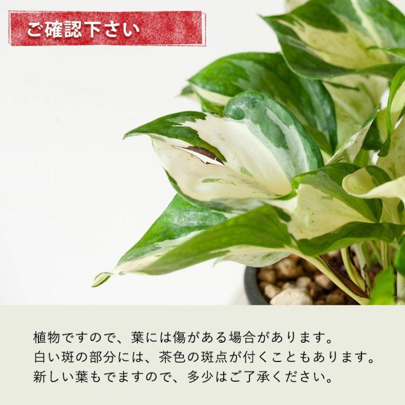 観葉植物 種類 室内 おしゃれ ポトス 5号サイズ「最もゴージャスな