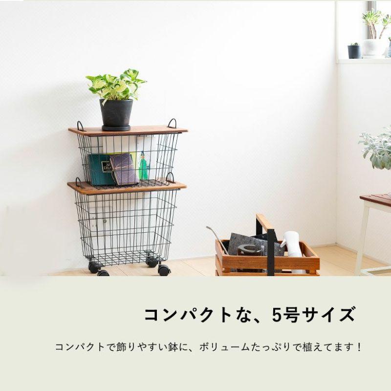 観葉植物 種類 室内 おしゃれ ポトス 5号サイズ「最もゴージャスな