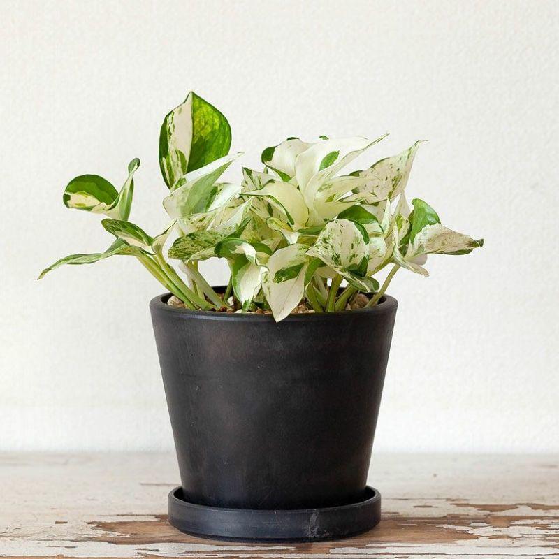 観葉植物 種類 室内 おしゃれ ポトス 5号サイズ「最もゴージャスな