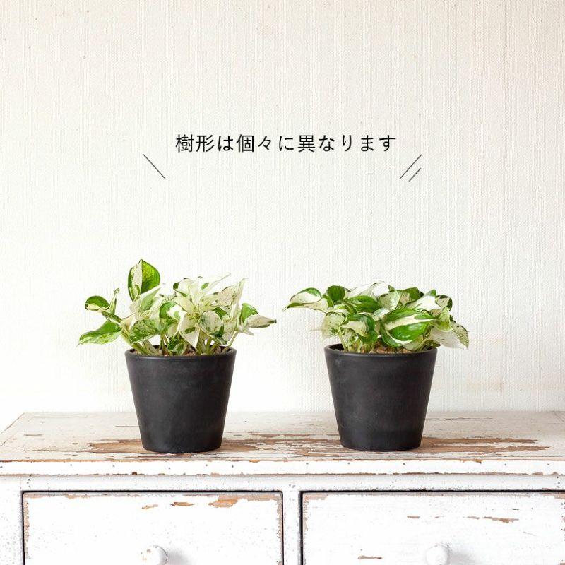 観葉植物 種類 室内 おしゃれ ポトス 5号サイズ「最もゴージャスな