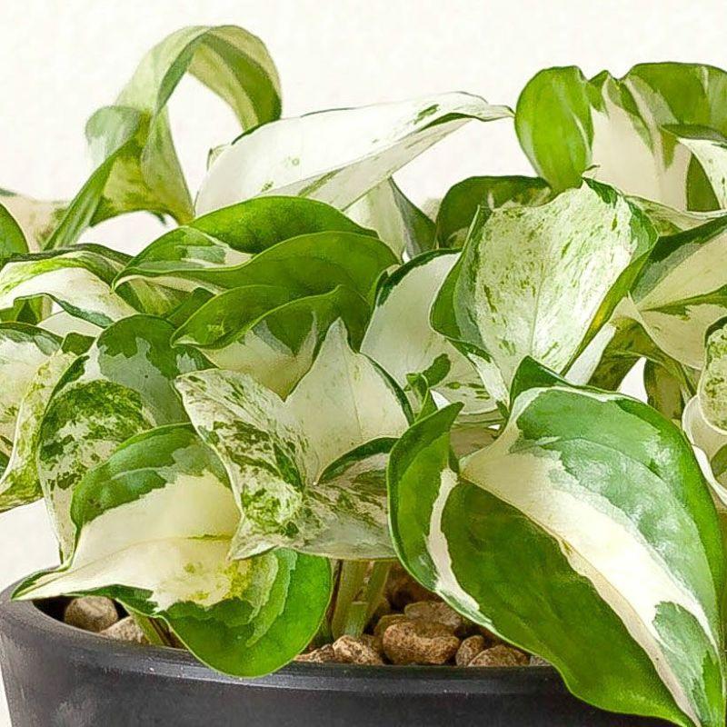 観葉植物 種類 室内 おしゃれ ポトス 5号サイズ「最もゴージャスな