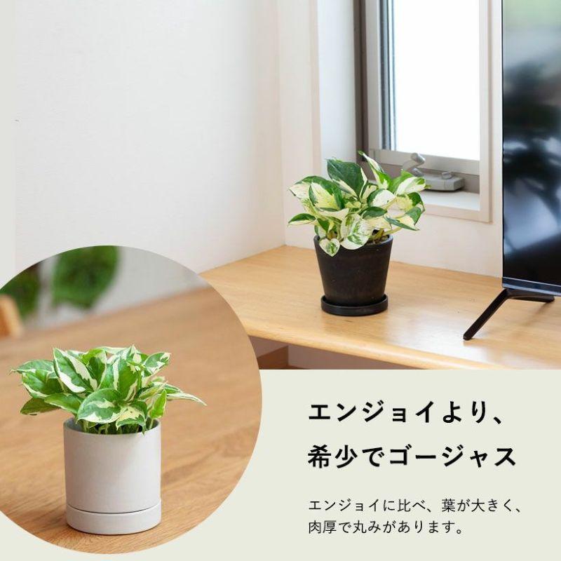 観葉植物 種類 室内 おしゃれ ポトス 5号サイズ「最もゴージャスな