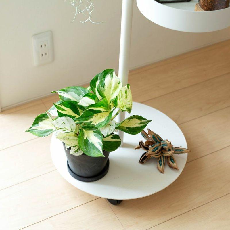 観葉植物 種類 室内 おしゃれ ポトス 5号サイズ「最もゴージャスな