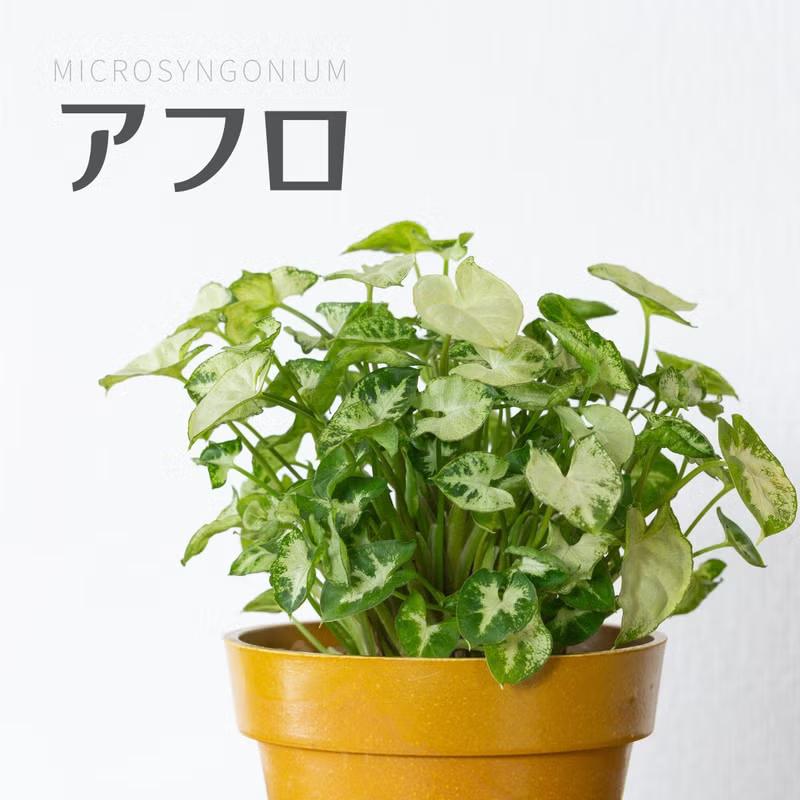 観葉植物 シンゴニウム 満天ボリュームリーフ！シンゴニウム・アフロ（Yahoo!・e-花屋さん）