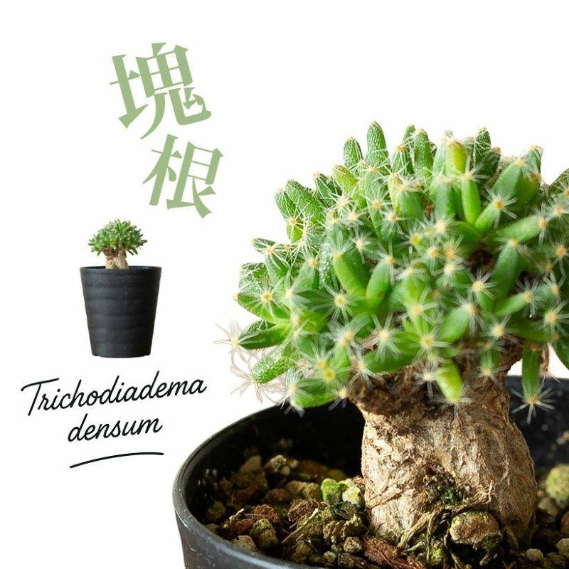 多肉植物 紫晃星♡抜き苗(^○^) トリコディアデマ デンサム（紫晃星）の育て方