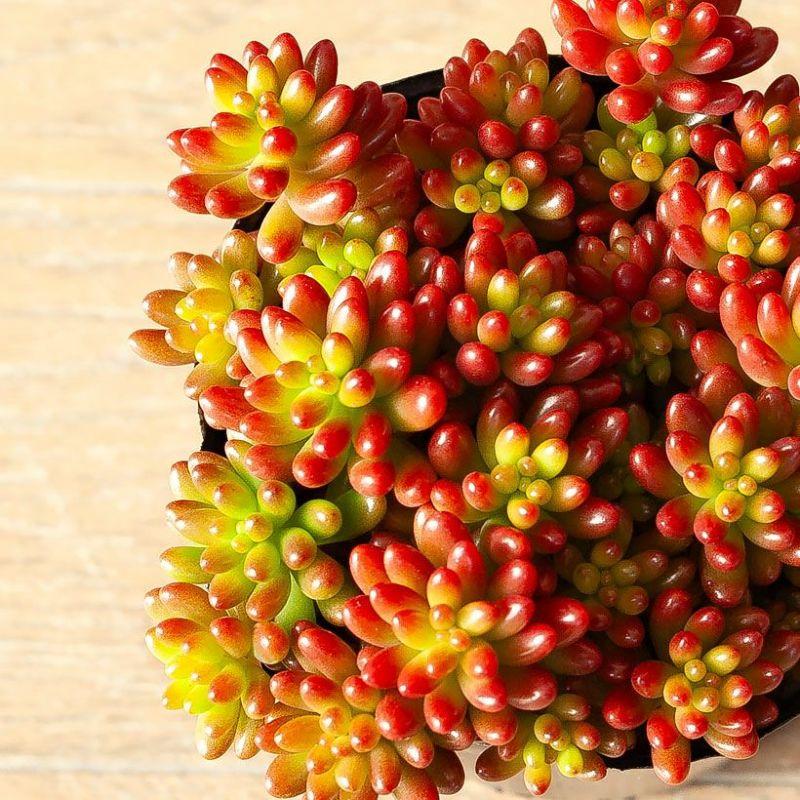 多肉植物 おしゃれ 苗 ミニ セダム・虹の玉（ニジノタマ） : e-花屋