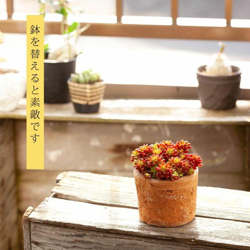 多肉植物 おしゃれ 苗 ミニ セダム・虹の玉（ニジノタマ） : e-花屋