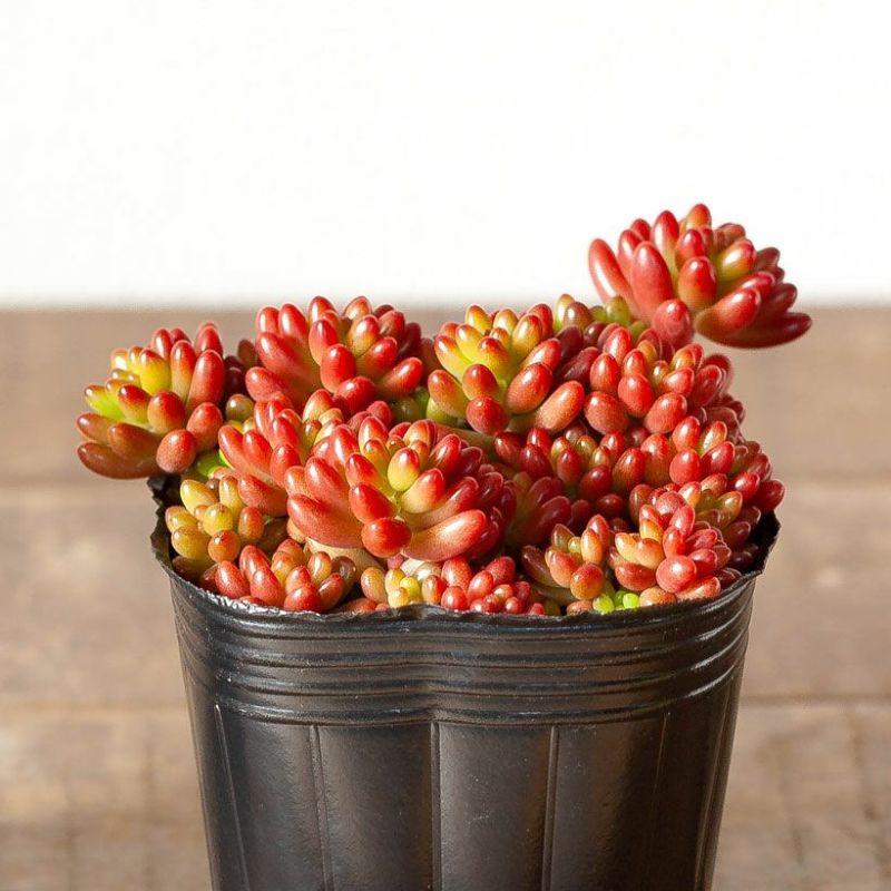 多肉植物 おしゃれ 苗 ミニ セダム・虹の玉（ニジノタマ） : e-花屋