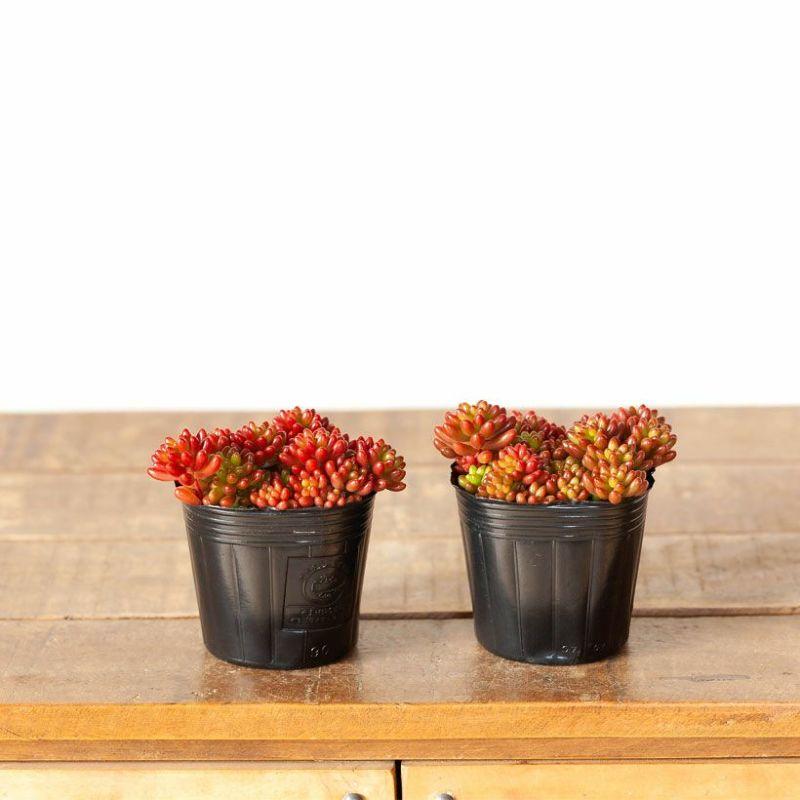 多肉植物 おしゃれ 苗 ミニ セダム・虹の玉（ニジノタマ） : e-花屋