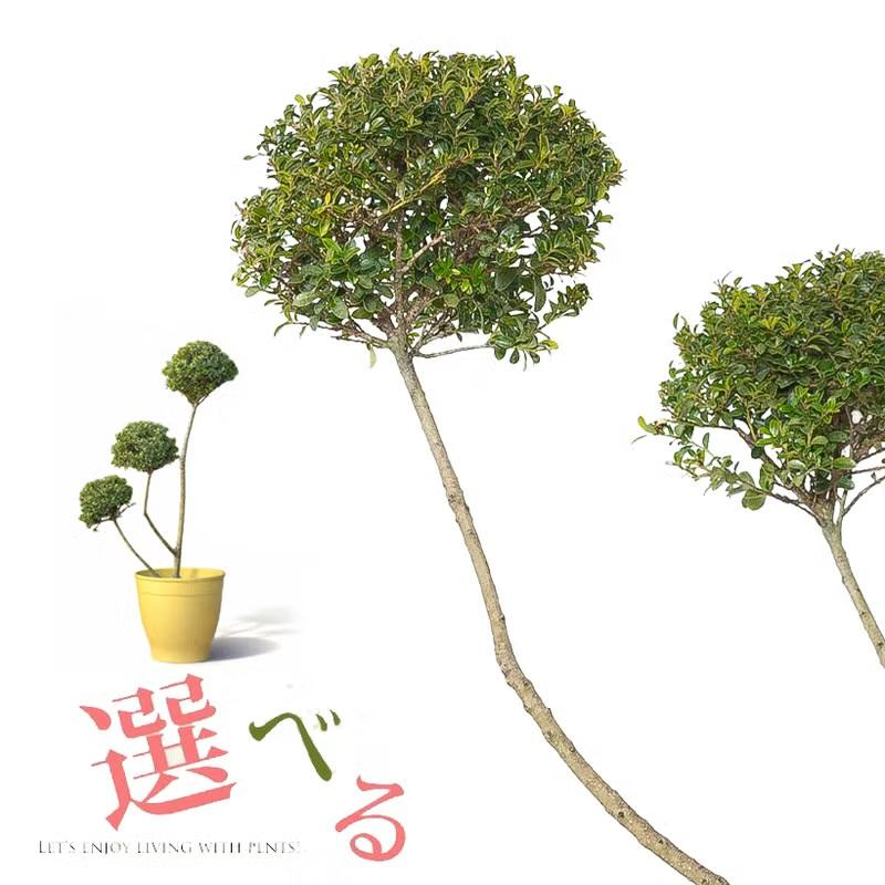 観葉植物 キンメツゲ 室外 おしゃれ 【写真で選べる】キンメツゲの玉
